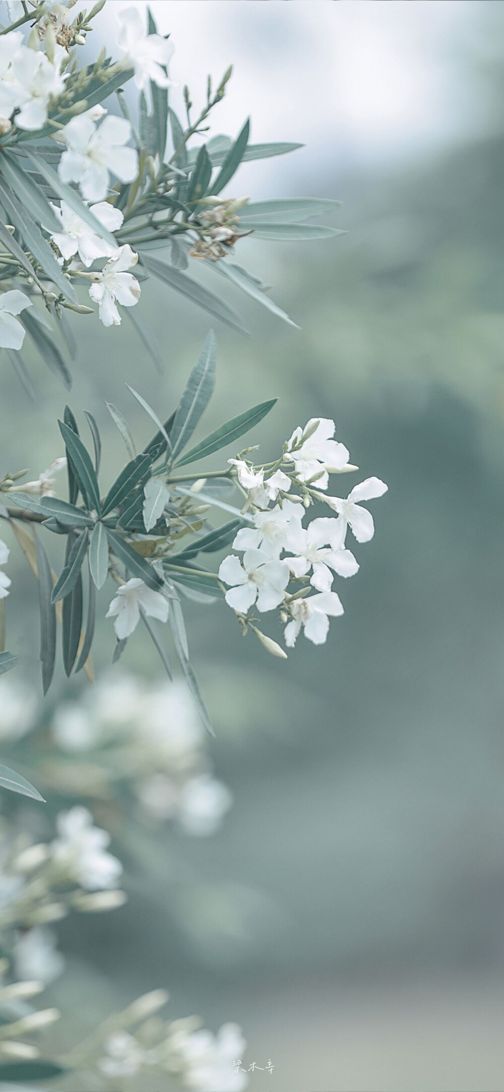 鲜花壁纸