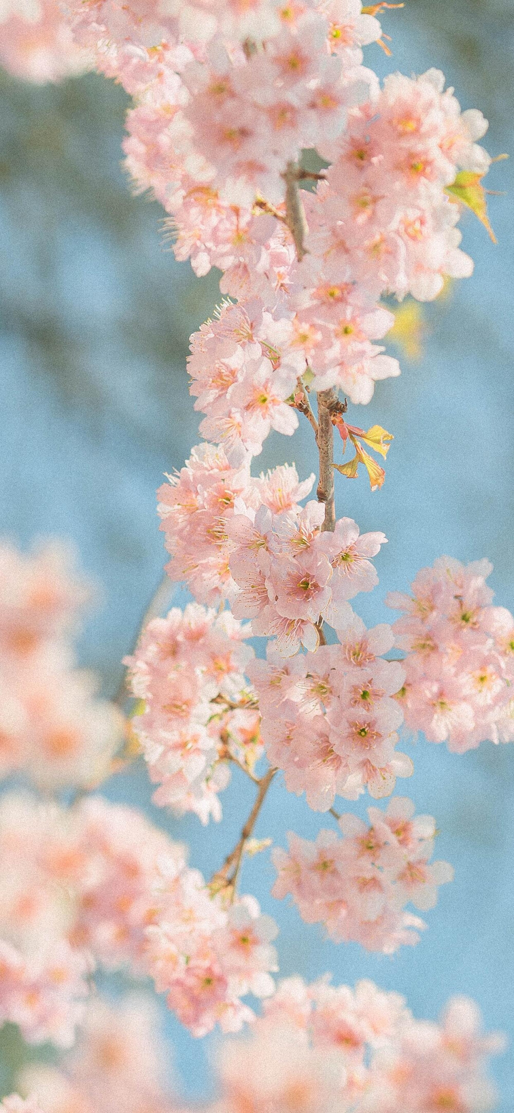 鲜花壁纸