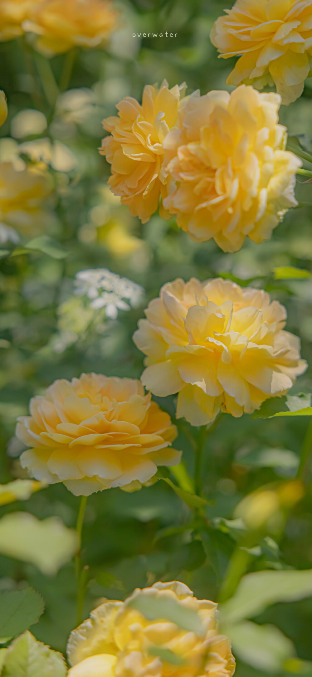 晚风里有花香 ?
「初夏散步」 ???
#小清新壁纸##风景壁纸##手机壁纸##夏日壁纸#