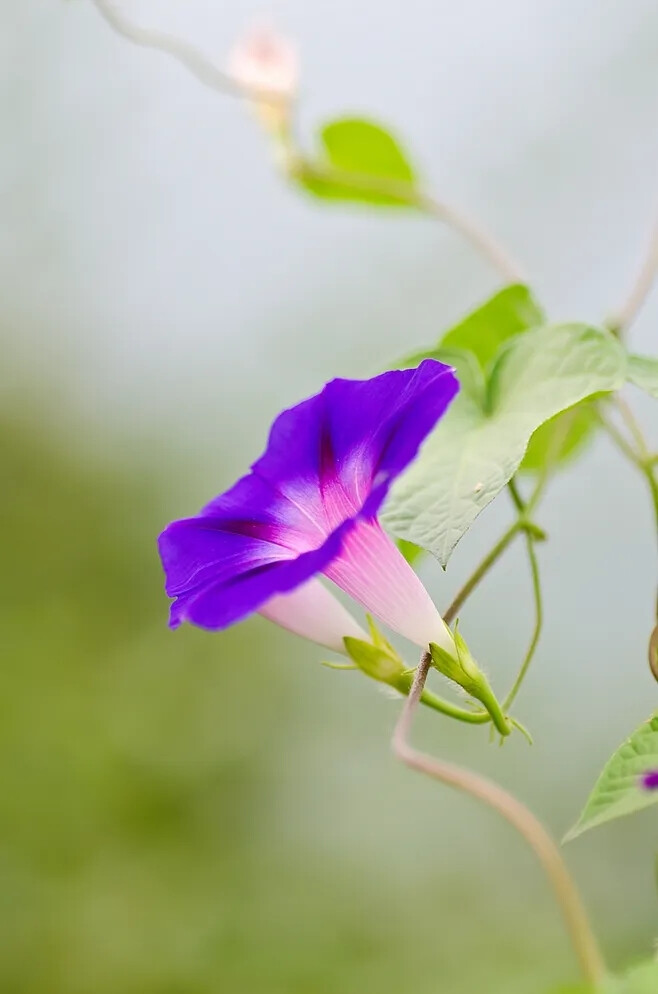 牵牛花