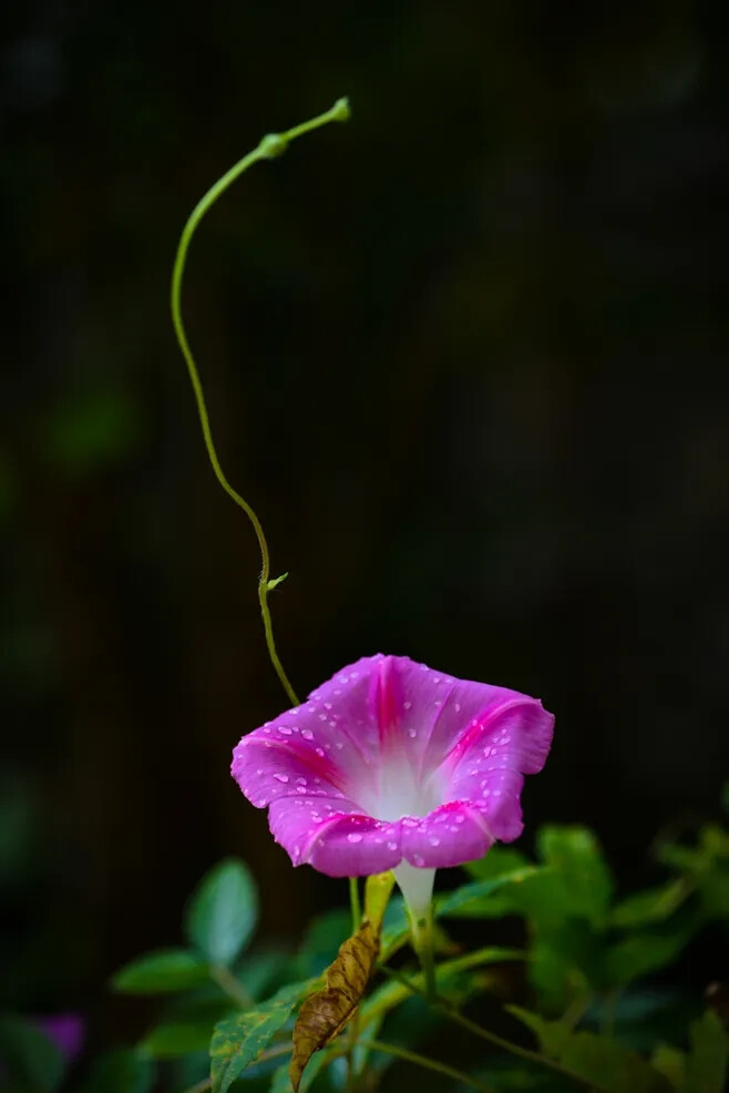 牵牛花