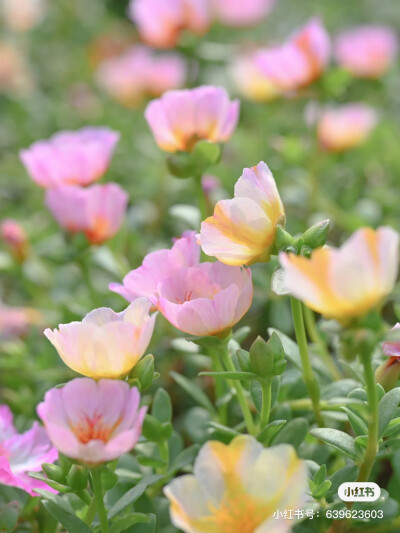 花草树木