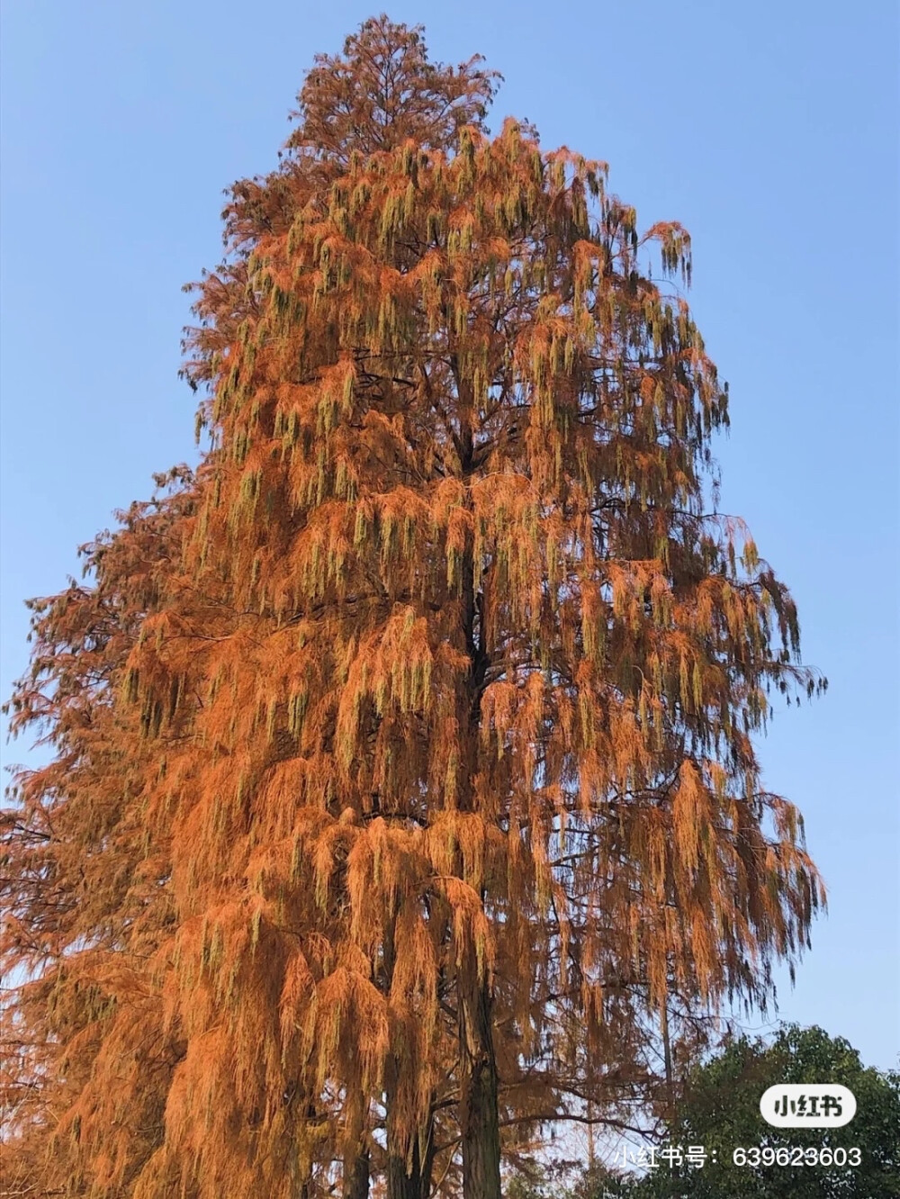 花草树木