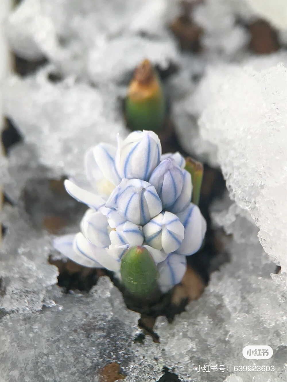 花草树木