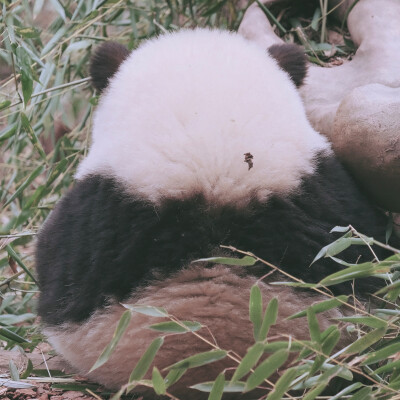 滚滚花花