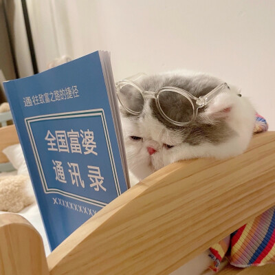 仙气飘飘的女生头像加可爱猫猫的头像，有没有戳中你的点捏