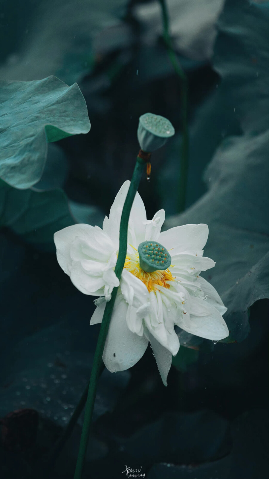 芒种
在这个夏天
种下希望，收获美好
祝明天要高考的莘莘学子，旗开得胜
考的都会，蒙的全对
摄影师/卡斯LV
晚安