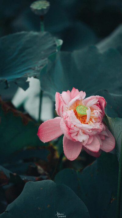 芒种
在这个夏天
种下希望，收获美好
祝明天要高考的莘莘学子，旗开得胜
考的都会，蒙的全对
摄影师/卡斯LV
晚安