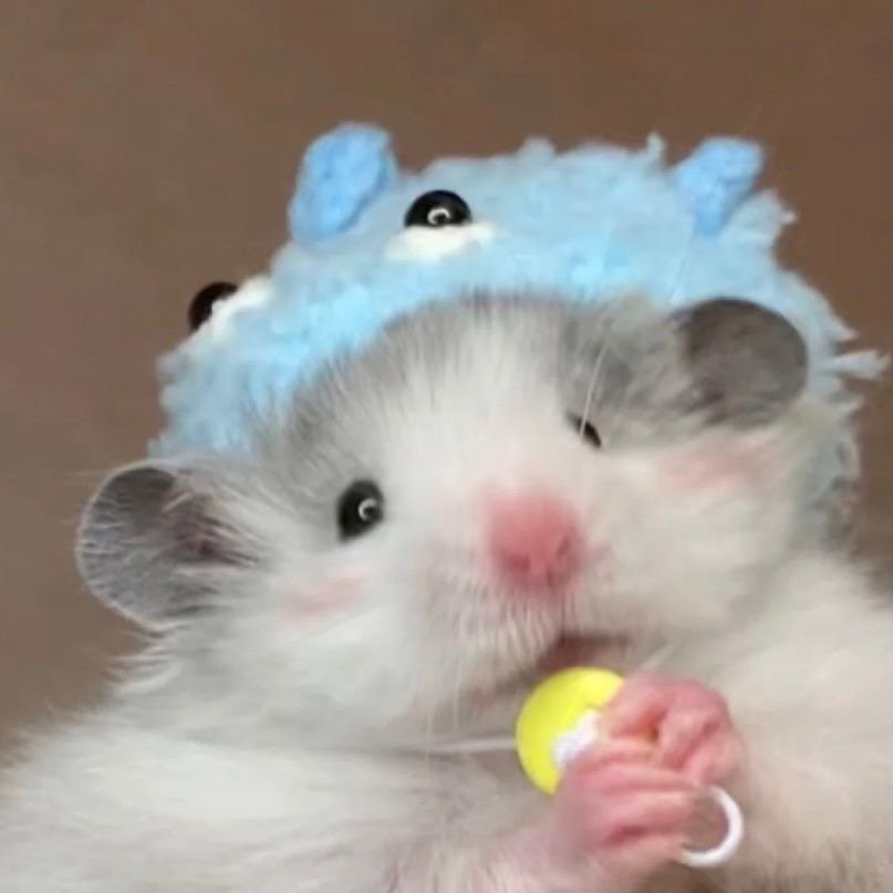 宠物头像狗勾猫咪可爱搞怪沙雕氛围感文艺感小众治愈