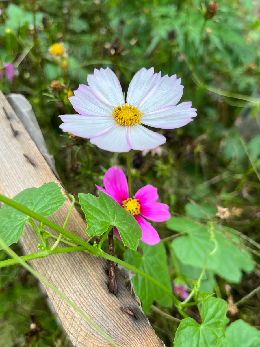 不知道花的名字