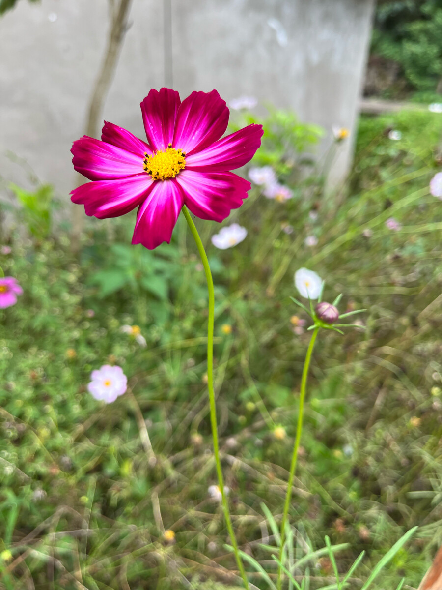 不知道花的名字