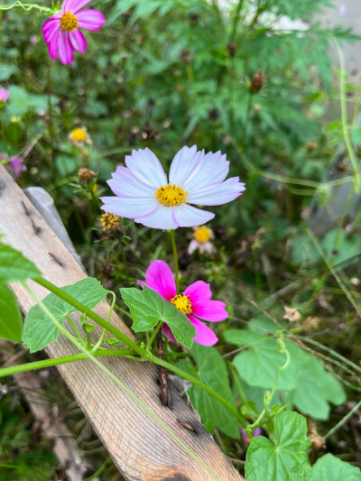 不知道花的名字