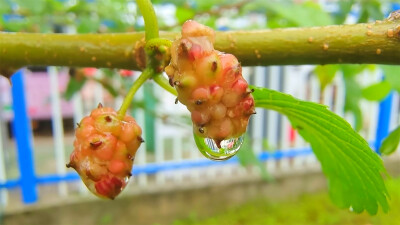 吉安随拍：桑椹上的雨滴