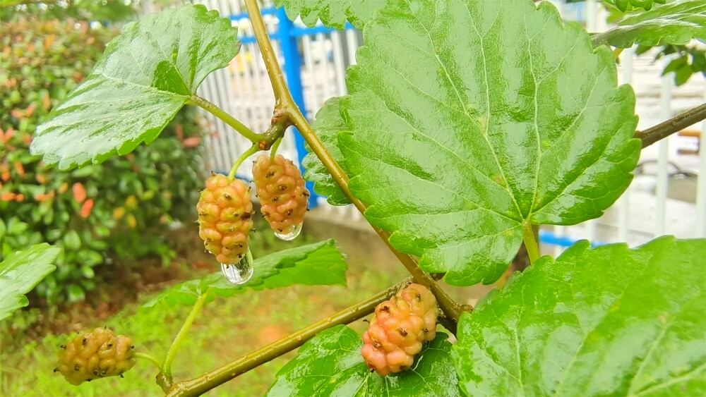 吉安随拍：桑椹上的雨滴