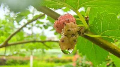 吉安随拍：桑椹上的雨滴