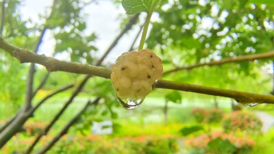 吉安随拍：桑椹上的雨滴