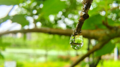 吉安随拍：桑椹上的雨滴