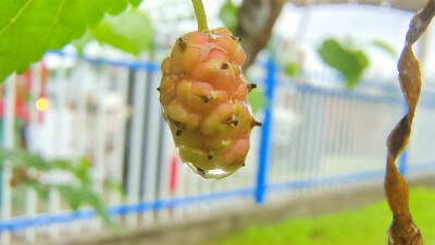 吉安随拍：桑椹上的雨滴