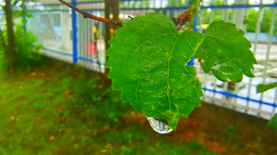 吉安随拍：桑椹上的雨滴