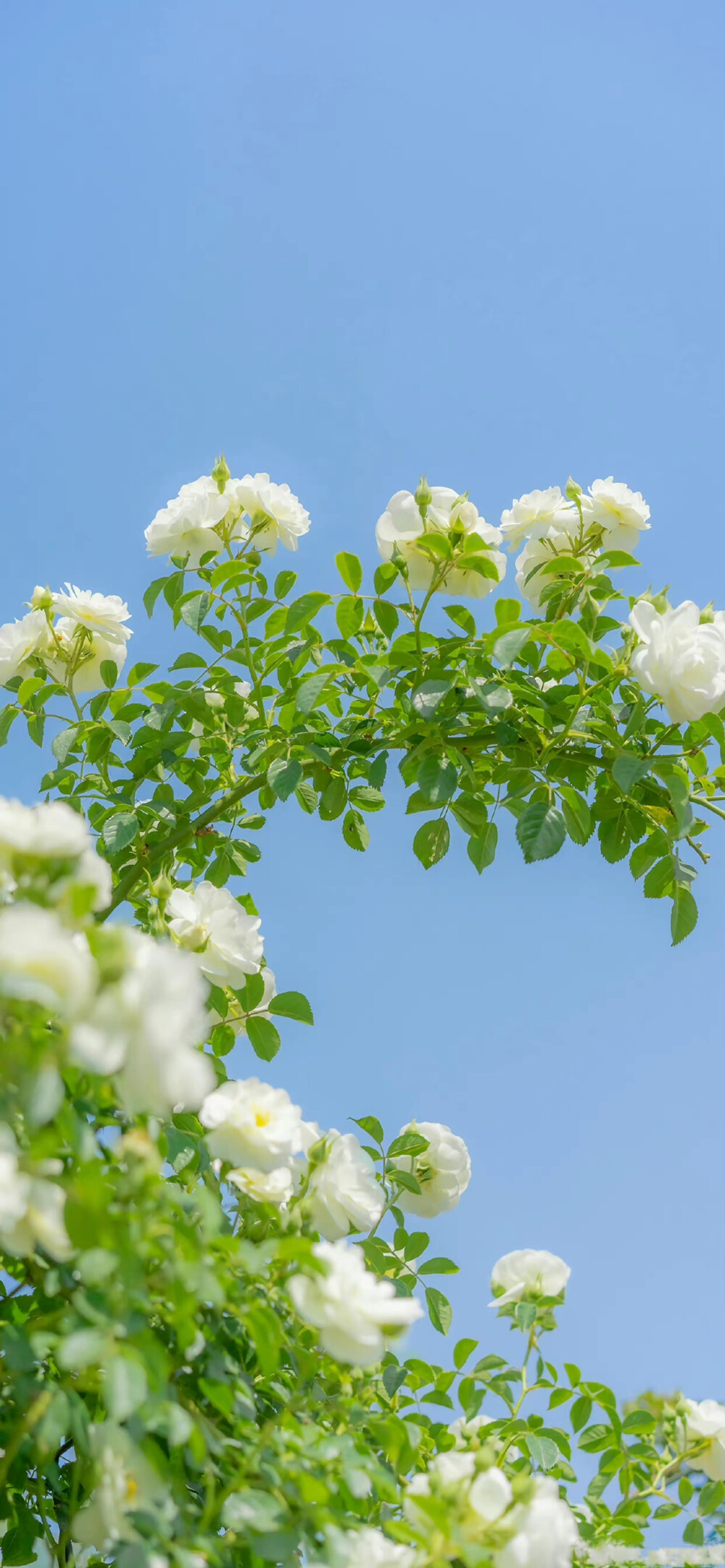 壁纸 绿色壁纸 夏日壁纸