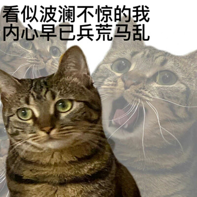 猫猫表情包