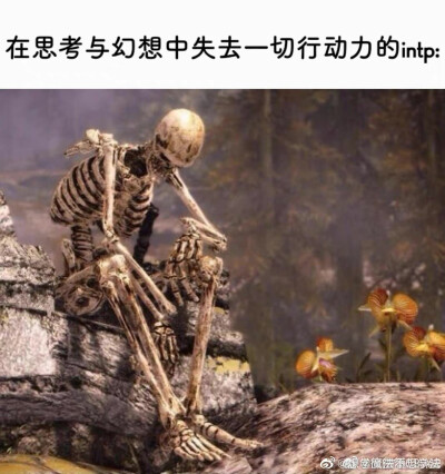 四处搜集intp