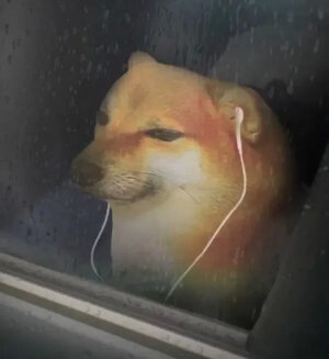 cheems！沙雕柴犬憨憨表情包