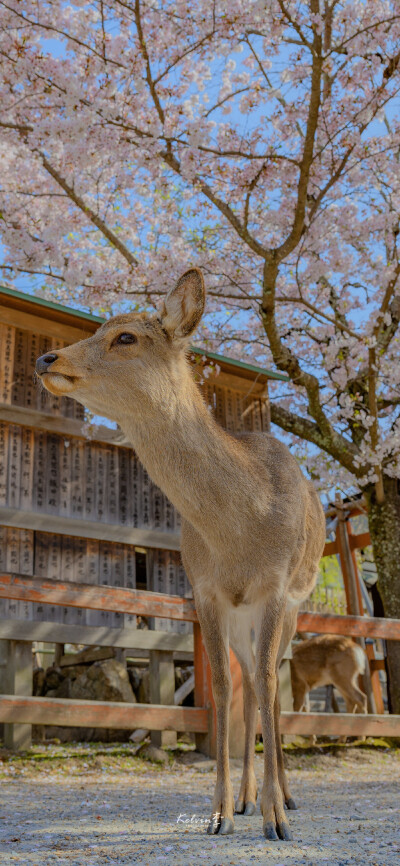 只有日本