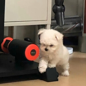 小狗