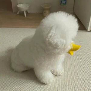 小狗