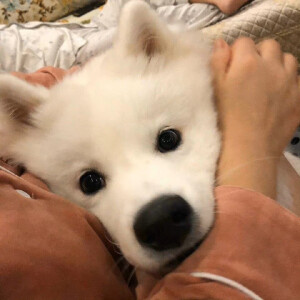 小狗