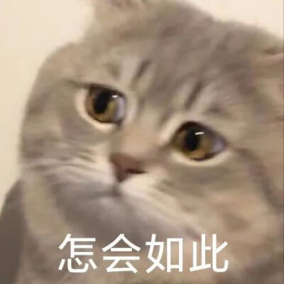 表情包