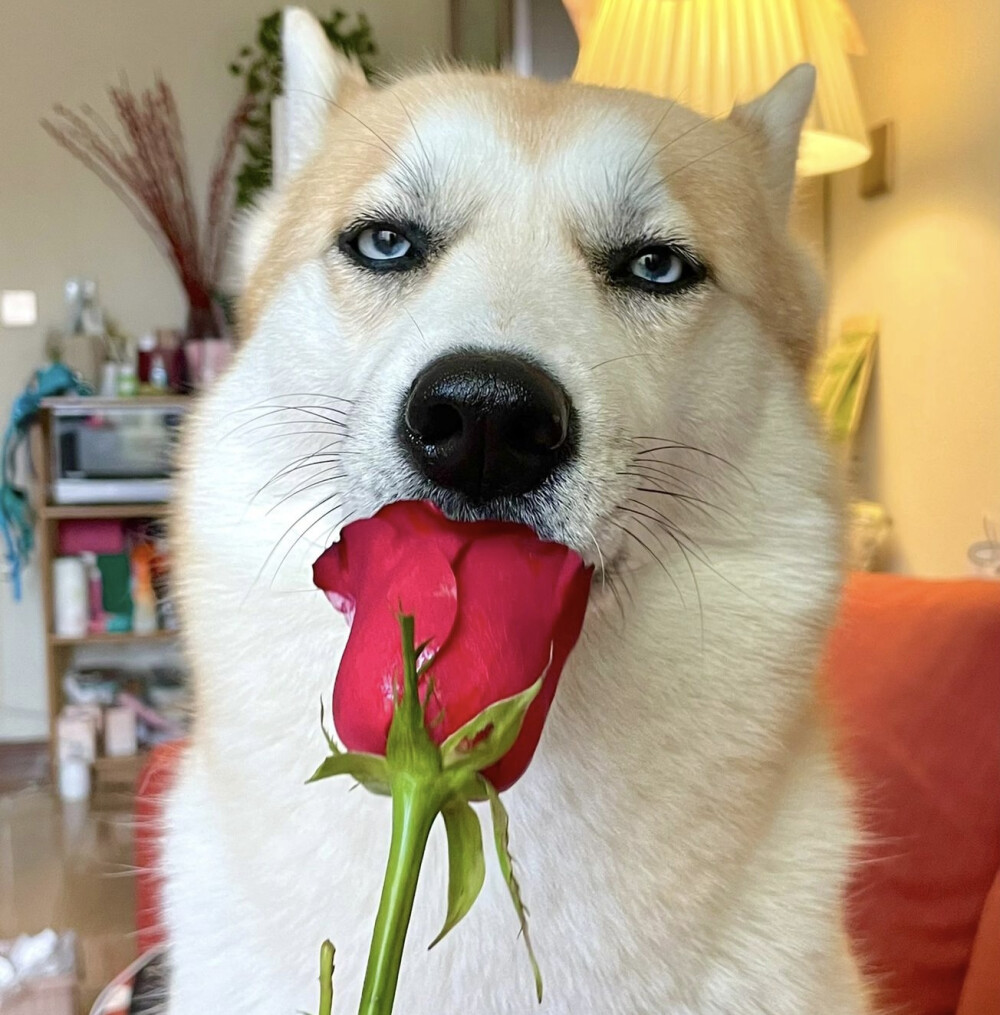 玫瑰狗