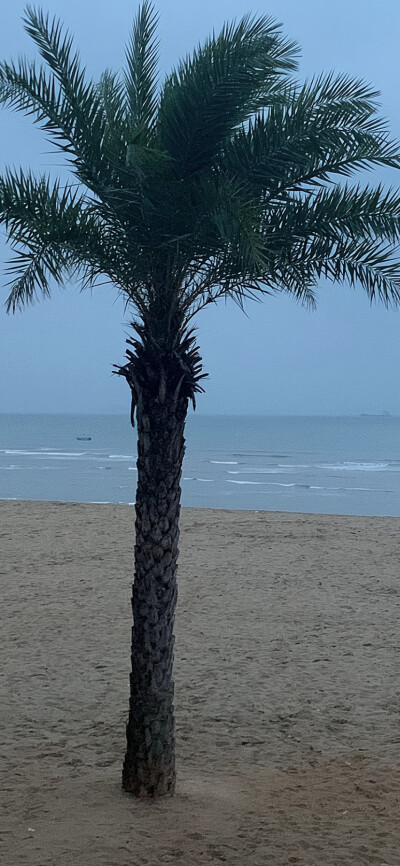 壁纸/海边/夏日