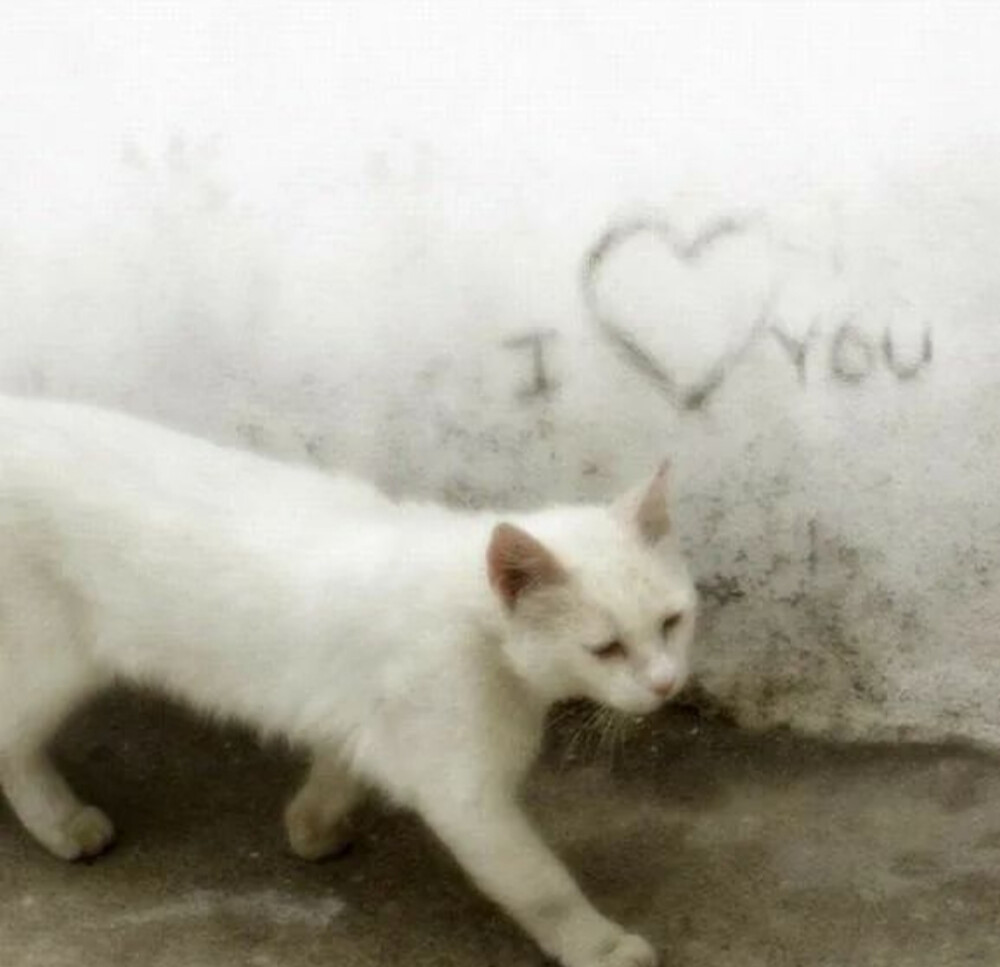 亚文化/Animecore/emo/cat/ddlc
侵删