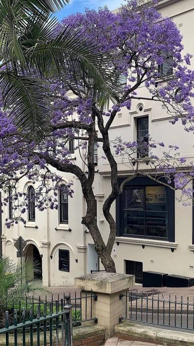 风景 花花壁纸