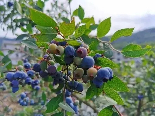 蓝莓(水果皇后)