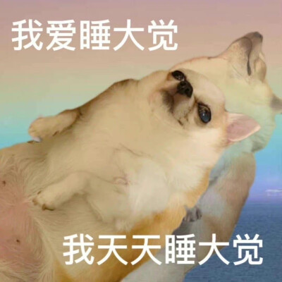 表情包