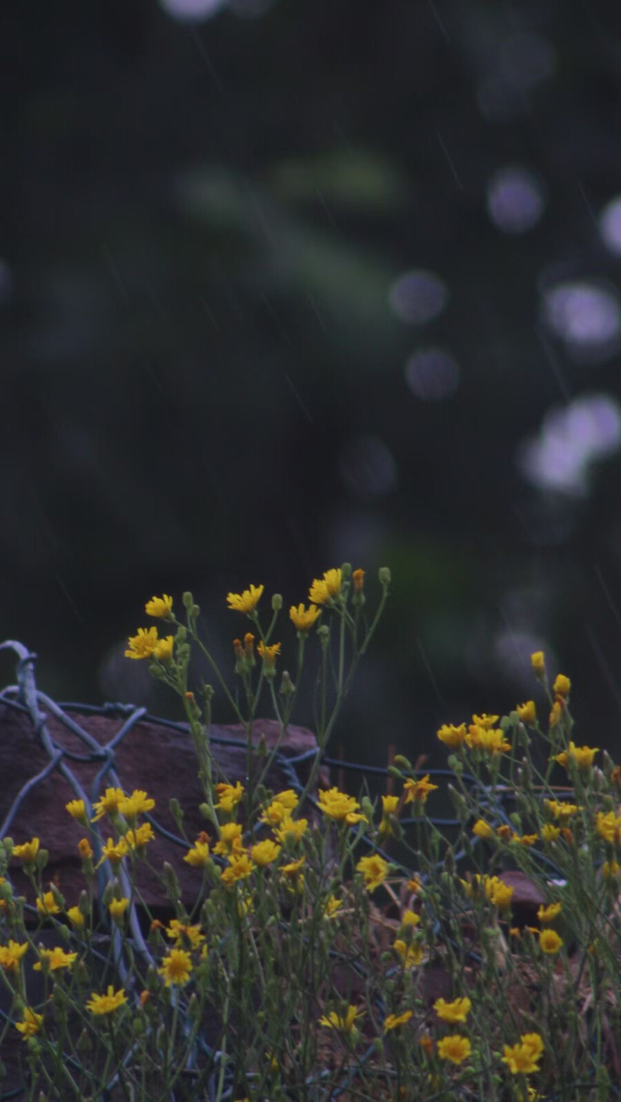 雨 壁紙 文藝