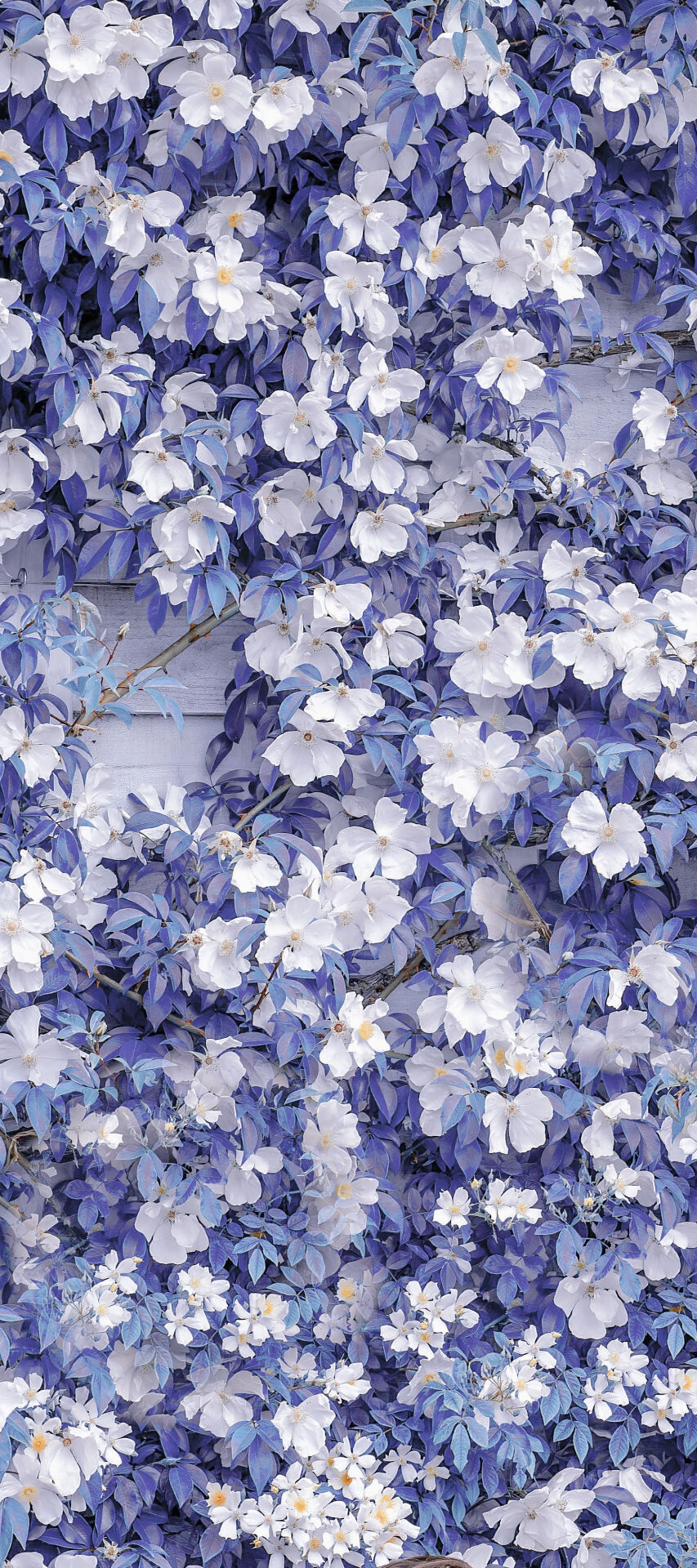 壁纸 蓝 花 玫瑰