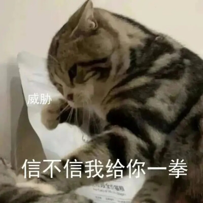 表情包
猫