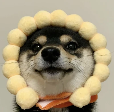 柴犬狗头像