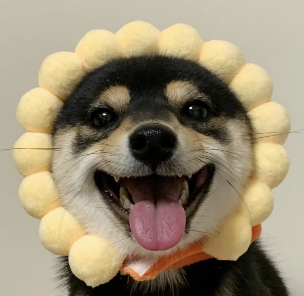 柴犬