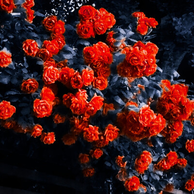 ✿ 刘 亦 菲 我生来便是一身傲骨 岂会轻易低头