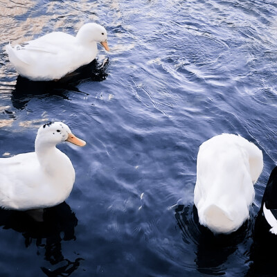 ✿ 刘 亦 菲 我生来便是一身傲骨 岂会轻易低头