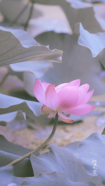 用星星在天空中打结，结成一张星网，
拦着月亮不让回家。
这样，我就可以继续做梦了。
诗来自慈琪。
晚安.
摄影师/烟波里的棠
