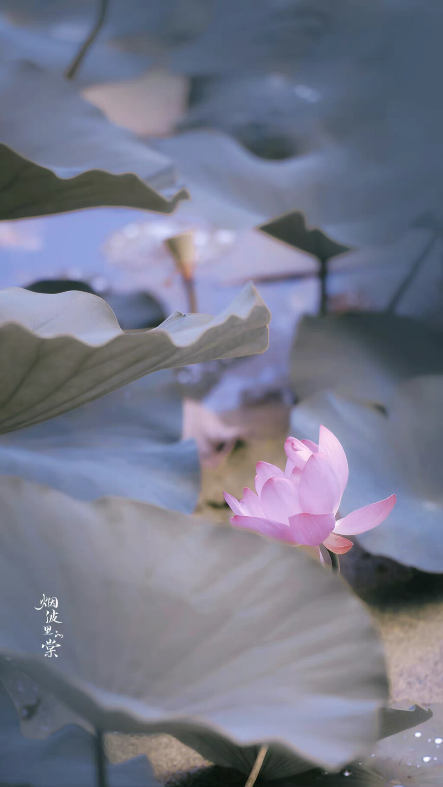 用星星在天空中打结，结成一张星网，
拦着月亮不让回家。
这样，我就可以继续做梦了。
诗来自慈琪。
晚安.
摄影师/烟波里的棠
