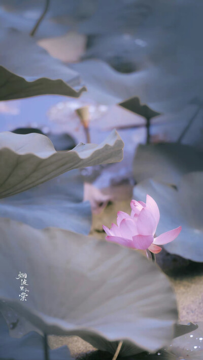 用星星在天空中打结，结成一张星网，
拦着月亮不让回家。
这样，我就可以继续做梦了。
诗来自慈琪。
晚安.
摄影师/烟波里的棠