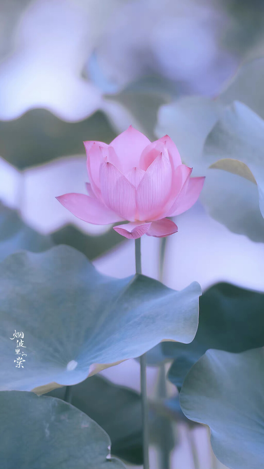 用星星在天空中打结，结成一张星网，
拦着月亮不让回家。
这样，我就可以继续做梦了。
诗来自慈琪。
晚安.
摄影师/烟波里的棠