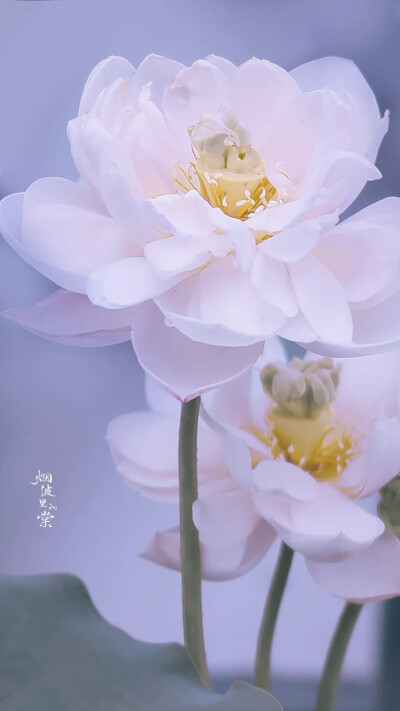 用星星在天空中打结，结成一张星网，
拦着月亮不让回家。
这样，我就可以继续做梦了。
诗来自慈琪。
晚安.
摄影师/烟波里的棠